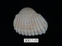 藏品(血蚶)的圖片